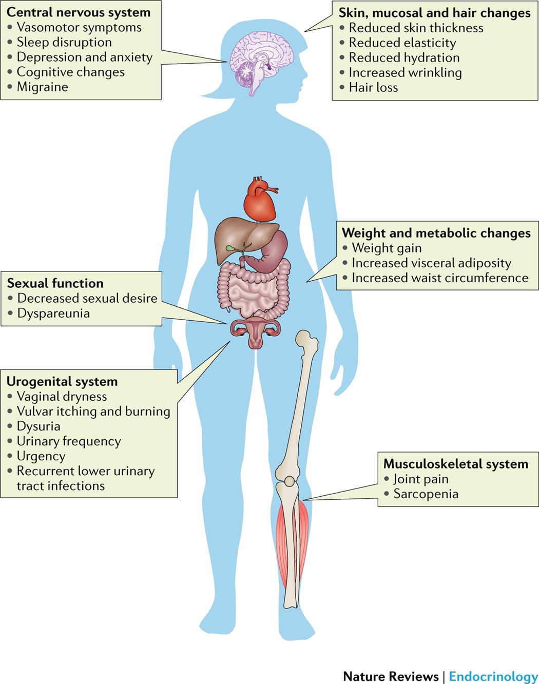 Menopause Symptoms