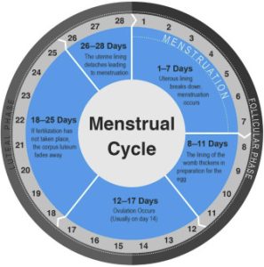 Menstrual Cycle