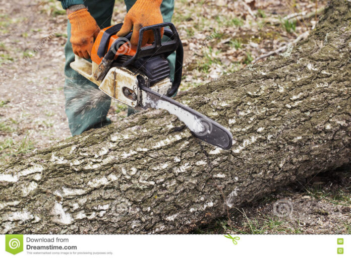 chainsaw-hands-hand-lumberjack-72881521-2-696x512 (1)