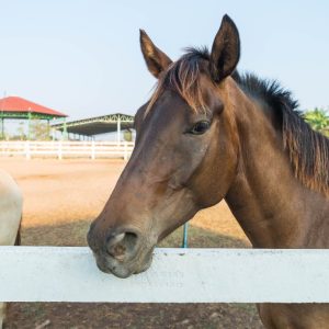 prime health supplements for horse