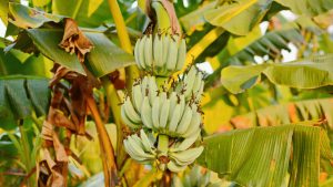 banana farming in India