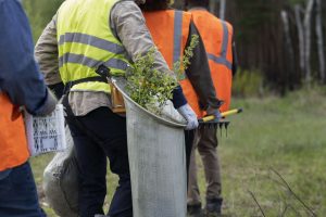 Arborist-Services-2048x1365