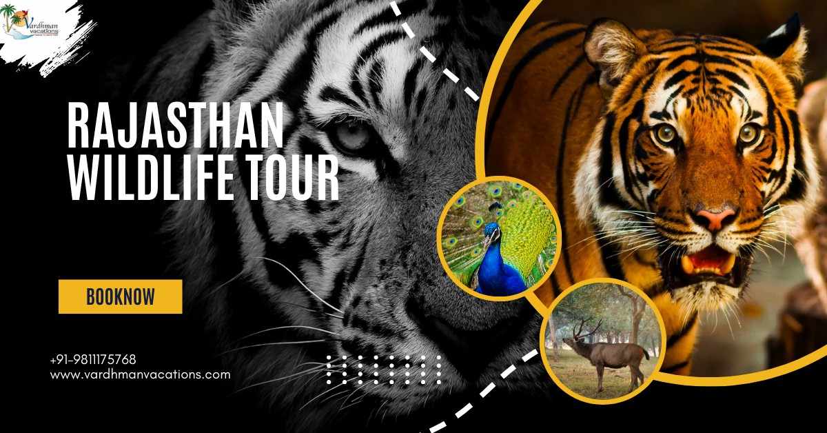 Rajasthan wildlife tour