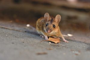 house-mouse-5043031_640