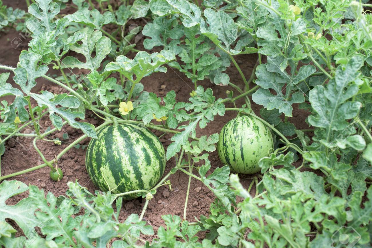 62896900-part-of-watermelon-plant-with-harvest-and-blossoms