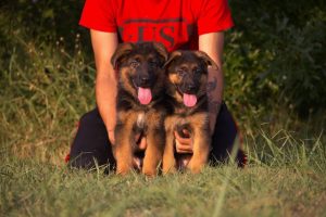 MainLitterPhoto-S-Litter-1024x683