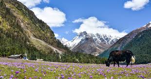 Yumthang valley