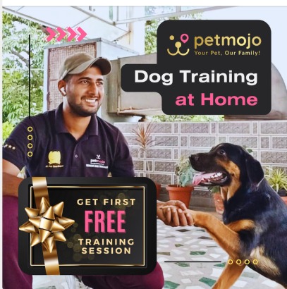 Dog Training at Home