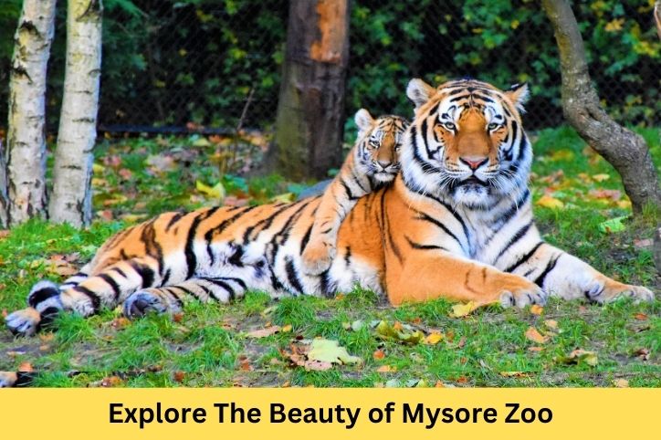 mysore zoo