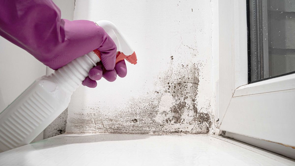 Mould Removal Parramatta