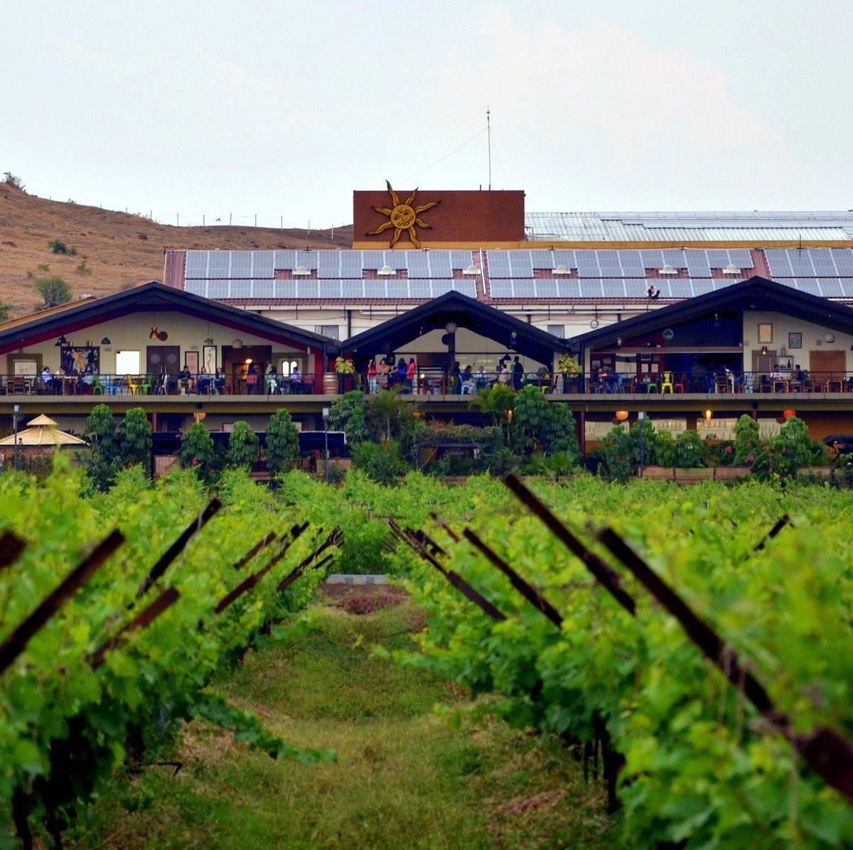 sula vineyard3